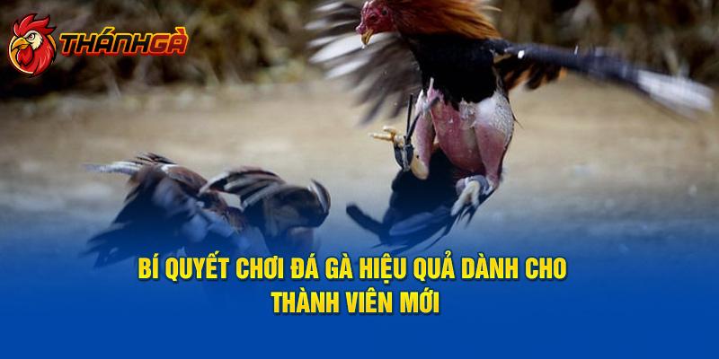 Bí quyết chơi đá gà hiệu quả dành cho thành viên mới