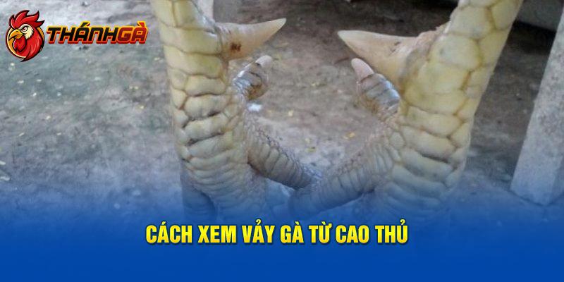 Cách xem vảy gà từ cao thủ