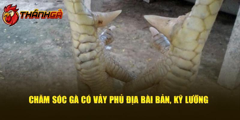 Chăm sóc gà có vảy phủ địa bài bản, kỹ lưỡng