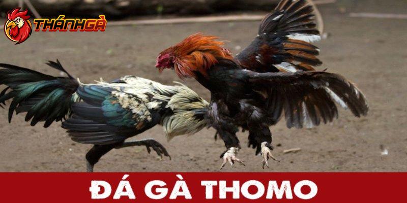 Nhiều phương thức cá độ đá gà thomo độc đáo