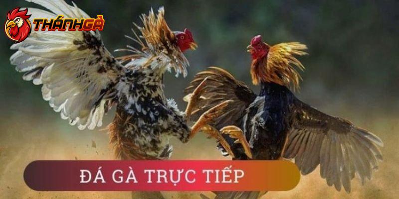 Tính năng phát sóng trực tiếp được thiết kế hiện đại và rõ nét