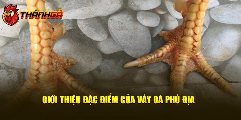 Giới thiệu đặc điểm của vảy gà phủ địa