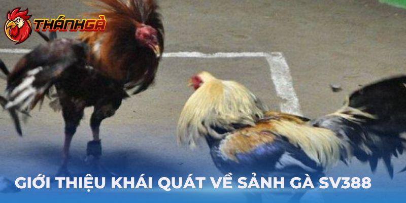 Giới thiệu khái quát về Sảnh Gà SV388