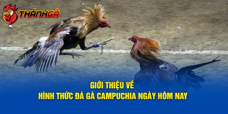 Giới thiệu về hình thức đá gà Campuchia ngày hôm nay