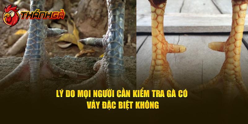 Lý do mọi người cần kiểm tra gà có vảy đặc biệt không