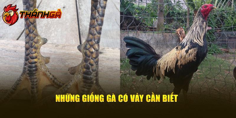 Những giống gà có vảy án thiên cần biết