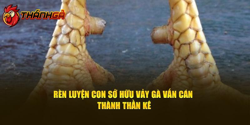 Rèn luyện con sở hữu vảy gà vấn cán thành thần kê