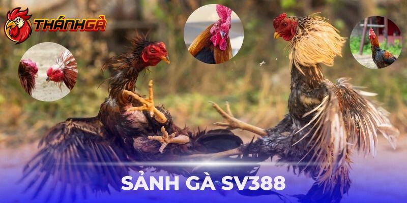 Sảnh Gà SV388 – Chiến Kê Lên Đài, Giải Thưởng Liền Tay