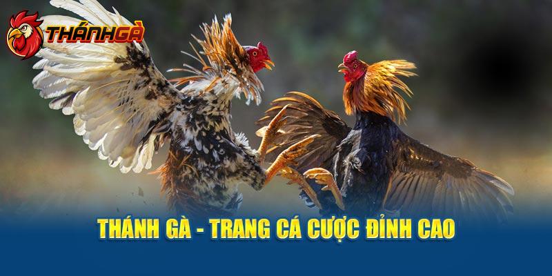 Thánh Gà - Trang cá cược đỉnh cao