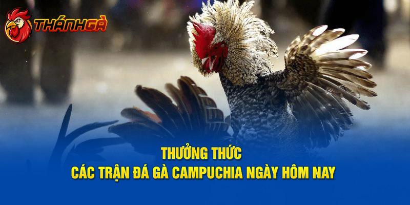 Thưởng Thức Các Trận Đá Gà Campuchia Ngày Hôm Nay