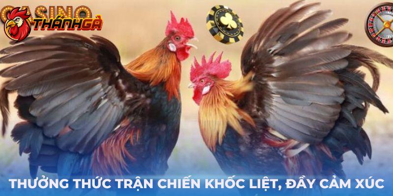 Thưởng thức trận chiến khốc liệt, đầy cảm xúc