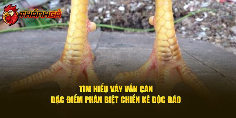 Tìm Hiểu Vảy Vấn Cán - Đặc Điểm Phân Biệt Chiến Kê Độc Đáo