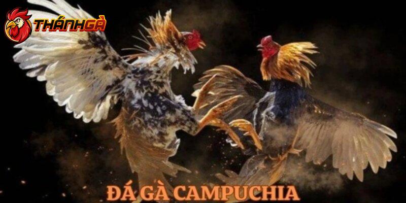 Tổng hợp đá gà Campuchia mới nhất và hấp dẫn nhất 2024