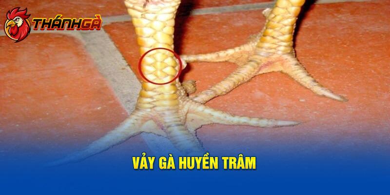 Vảy gà huyền trâm