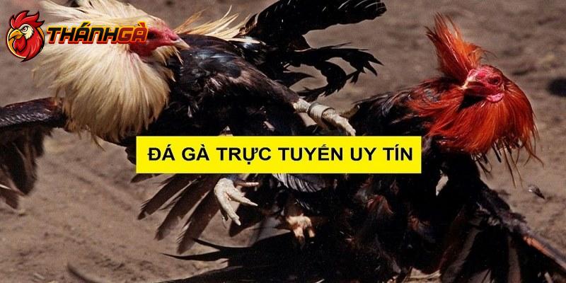 Trực Tiếp Đá Gà Campuchia Loại Hình Giải Trí Hấp Dẫn Nhất