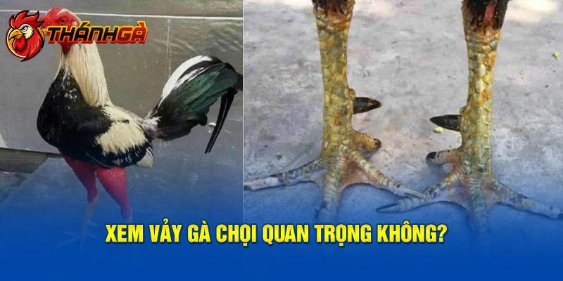 Xem vảy gà chọi quan trọng không?